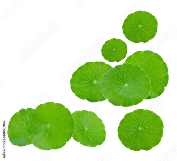 Fototapeta Centella asiatica leaf on white background