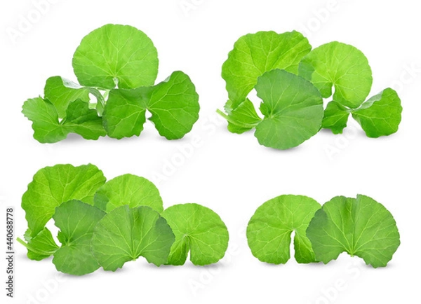 Fototapeta Centella asiatica leaf on white background