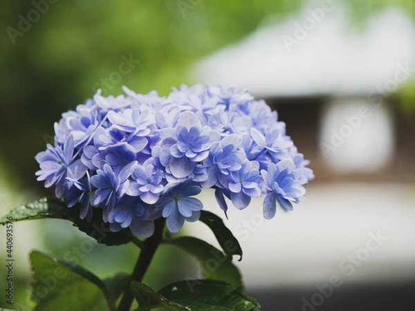 Obraz 梅雨の紫陽花