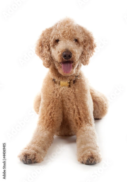 Obraz cute royal poodle