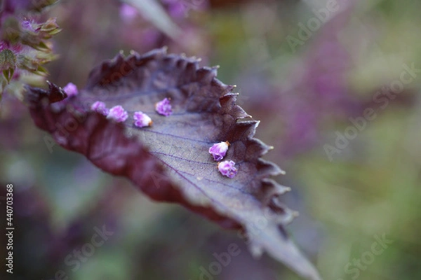 Fototapeta 赤ジソの花　畑にて　秋