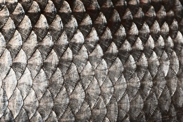 Obraz Fish scales background
