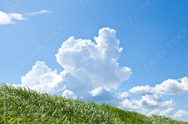 Obraz Grass and summer thunderhead