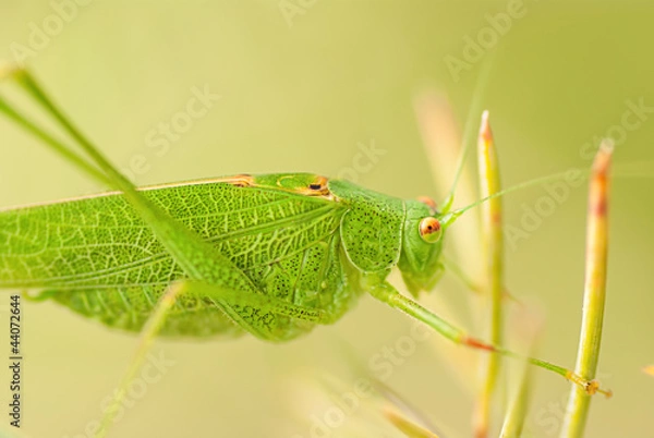 Obraz Grasshopper is a list of the grass