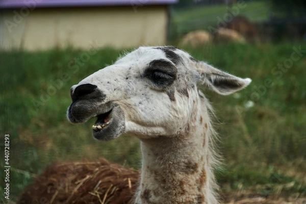 Obraz The llama chews. The Lama looks into the frame. Large animal head. High quality FullHD footage