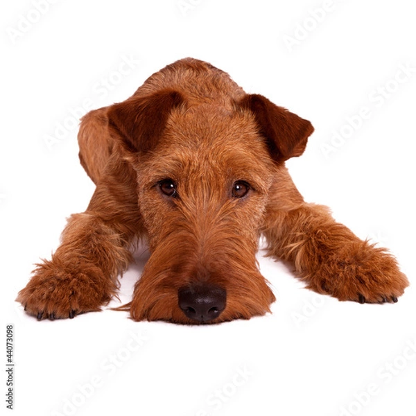 Obraz Irish terrier