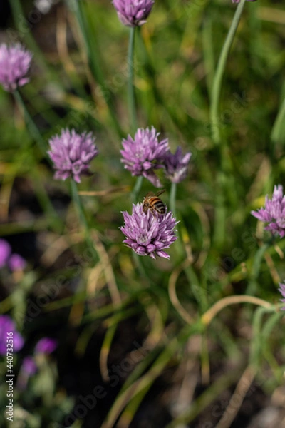 Obraz flower on a meadow