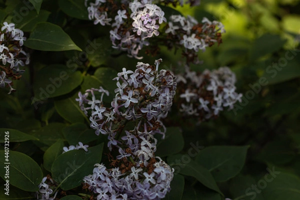 Obraz flowers on a branch