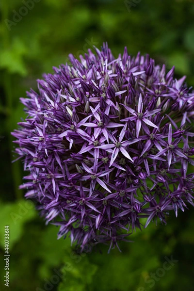 Obraz purple flower