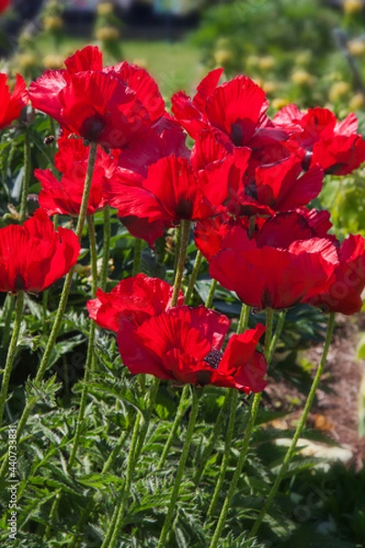 Obraz red poppies