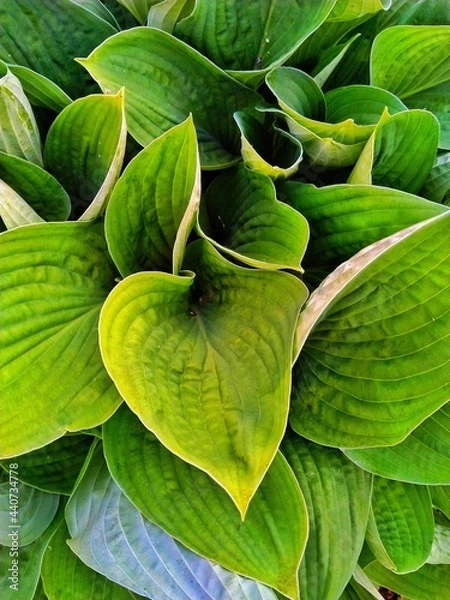 Fototapeta   Hosta, green leaf hosts , leaf background