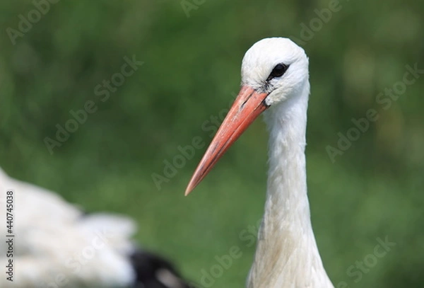 Obraz White stork.