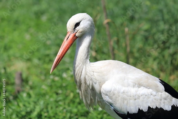 Obraz White stork.