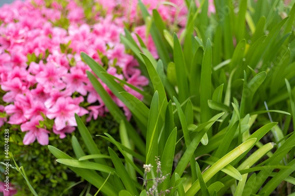 Obraz ピンクの花