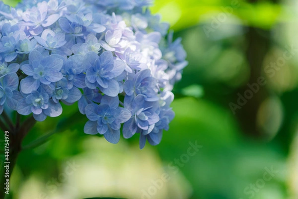 Obraz 八重のアジサイの花びら