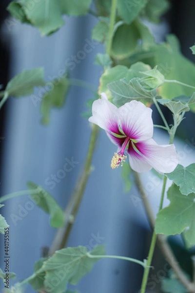 Obraz ハナアオイ