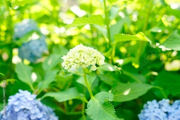 Fototapeta 白い紫陽花