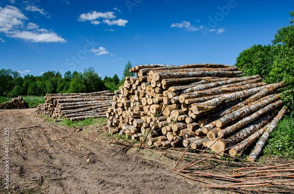 Fototapeta Stack of logs. The problem of deforestation on the planet. Deterioration of the environment. Woodworking industry.