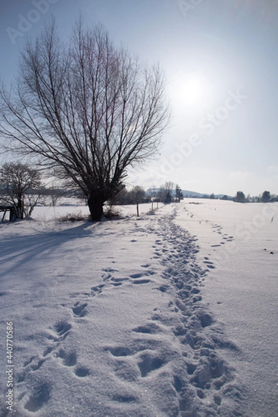 Obraz snow covered trees