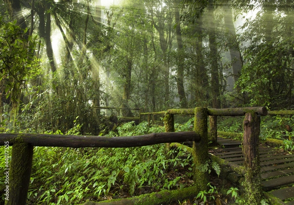 Fototapeta bridge road to the fog sunny jungle forest