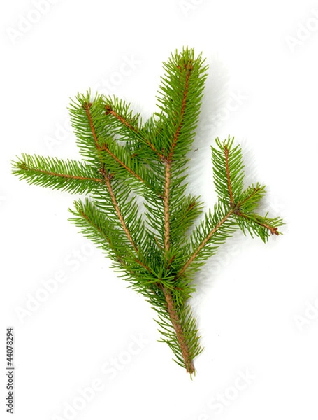 Obraz Christmas green framework isolated on white background
