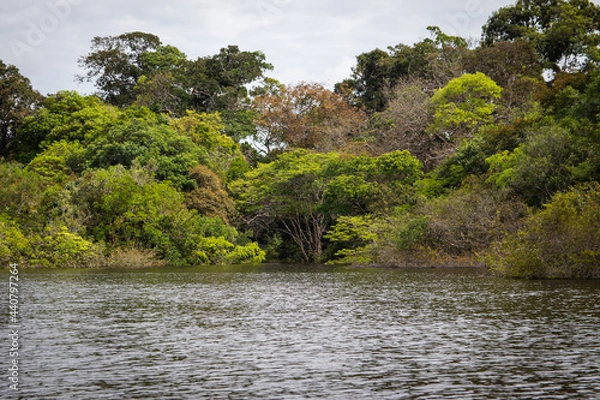 Obraz Selva na cheia do rio Amazonas