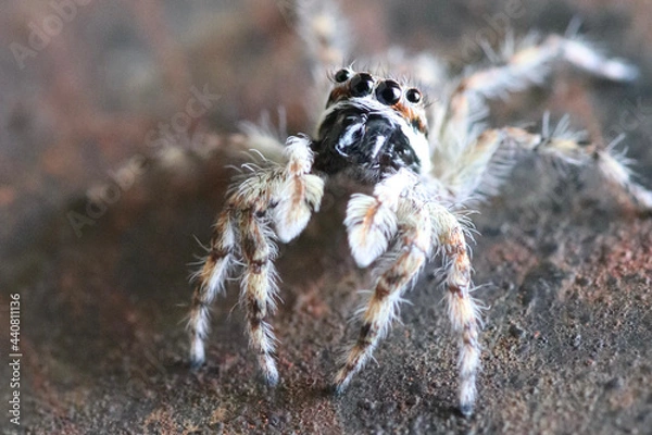 Fototapeta MACRO - JUMPING SPIDER