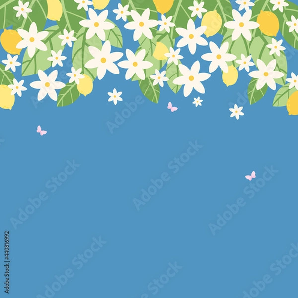Fototapeta square banner.  lemons hanging on branches, an abundance of green foliage and blossoming flowers of various sizes, with fluttering pink butterflies.  vector illustration.