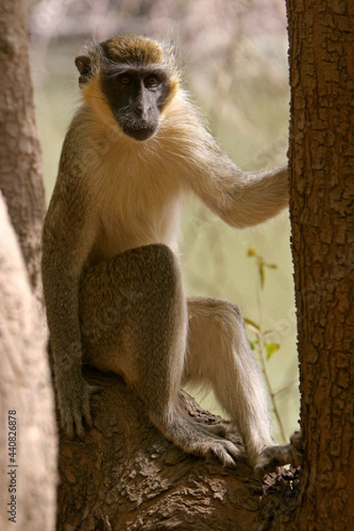 Fototapeta Singe Vervet (cercopithecus aethiops)