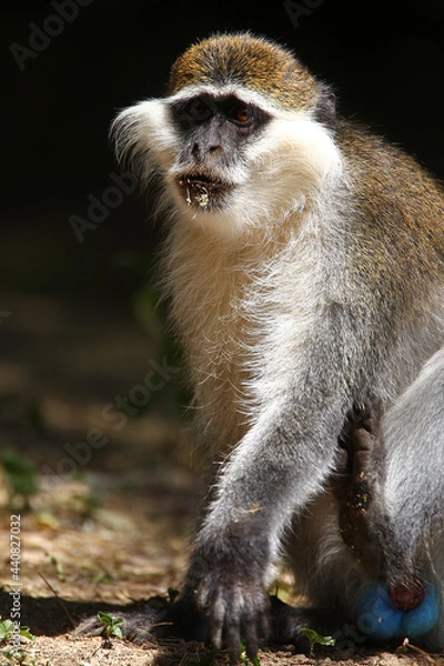 Fototapeta Singe Vervet (cercopithecus aethiops)