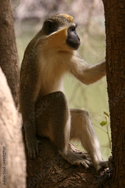 Fototapeta Singe Vervet (cercopithecus aethiops)