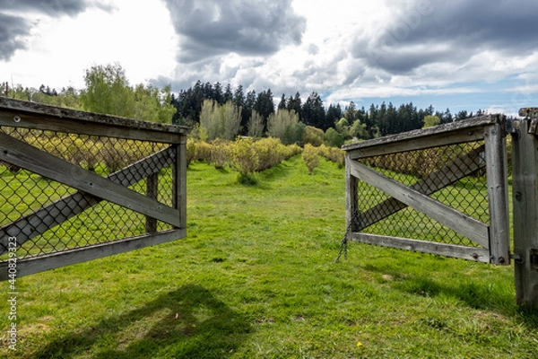 Fototapeta view of an open, wooden fence leading into a blueberry farm on a cloudy, sunny day
