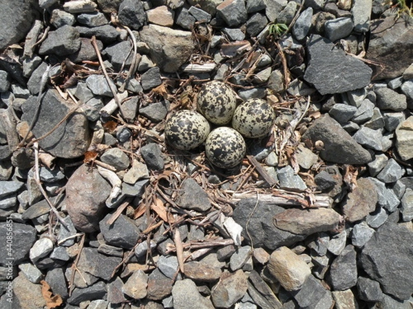 Obraz Killdeer Eggs