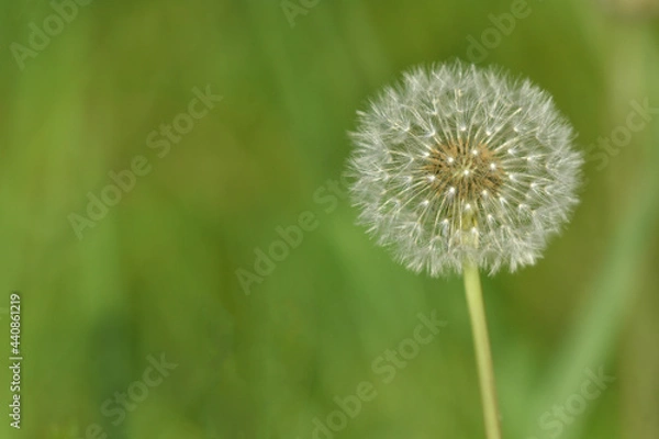 Obraz Dandelion in seed