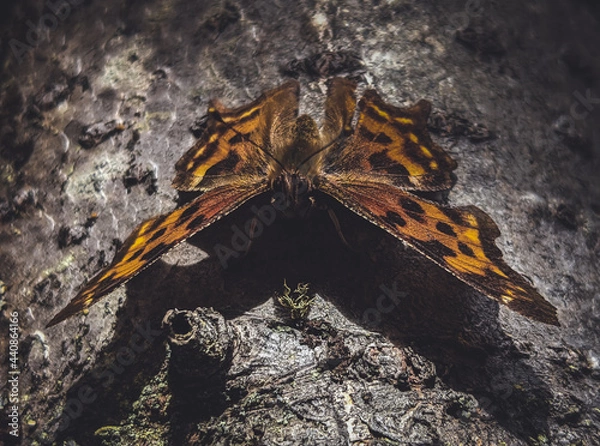 Obraz Colorful Wings