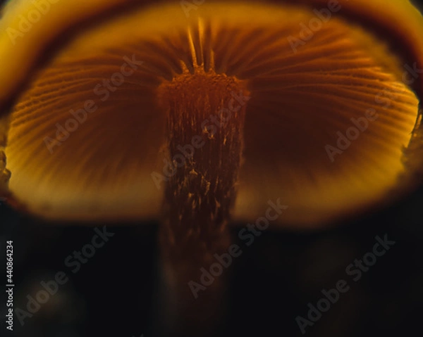 Obraz Aglow from Below