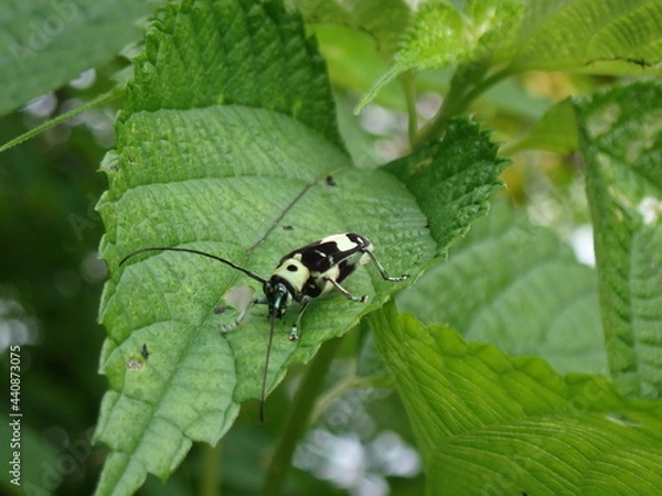 Fototapeta ラミーカミキリのメス