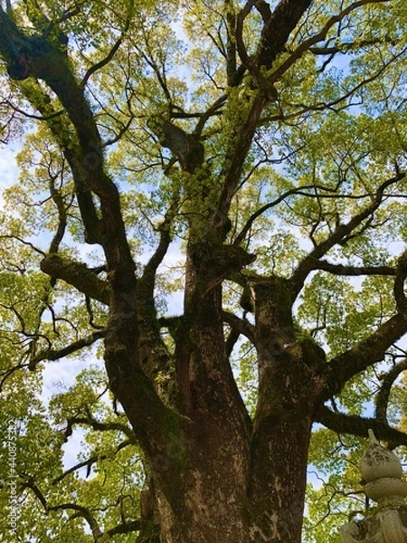 Fototapeta 日本の大木