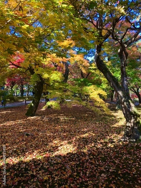 Fototapeta 京都の秋