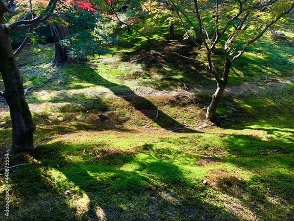 Fototapeta 京都の庭園