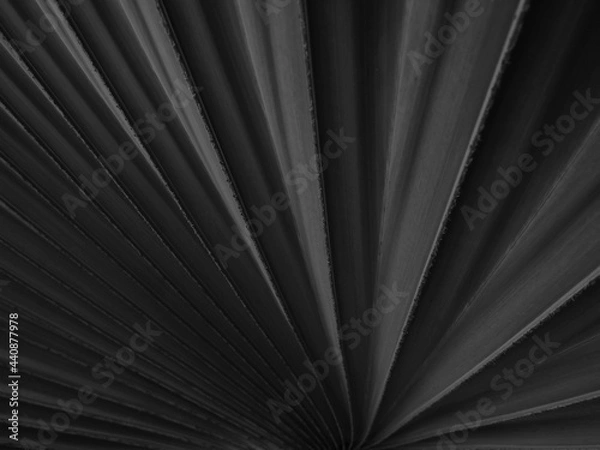 Fototapeta black palm leaf with line texture, Bismarck palm ( Bismarckia nobilis )