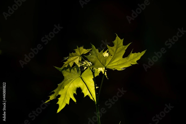 Obraz yellow flower on black background