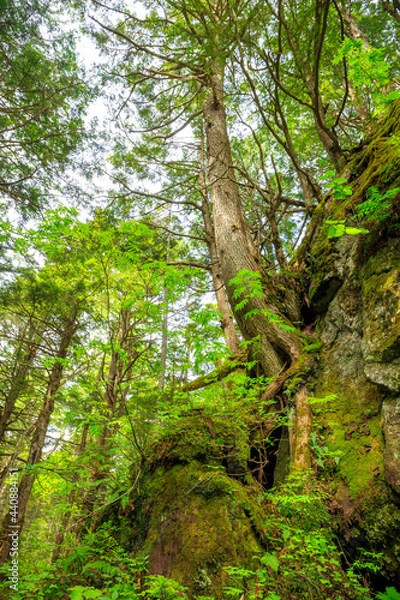 Fototapeta tree in the forest