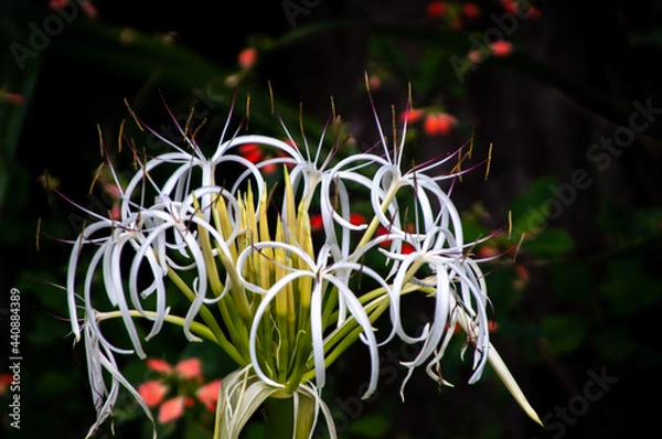 Fototapeta ハマユウの花