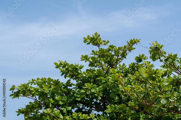 Fototapeta モモタマナの木