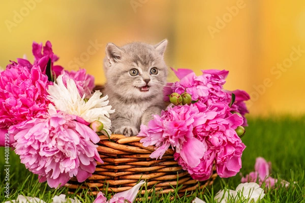 Fototapeta Small gray kitten sitting in a wicker basket with peonies on green grass