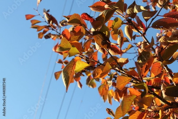 Obraz 青空とオレンジ色の葉っぱ