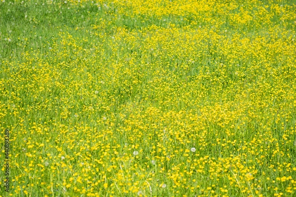 Obraz Butterblumenwiese