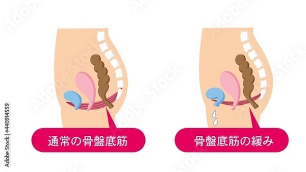 Obraz 骨盤底筋群の医療イラスト