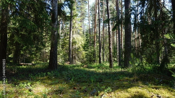 Obraz Лесной массив, forest area